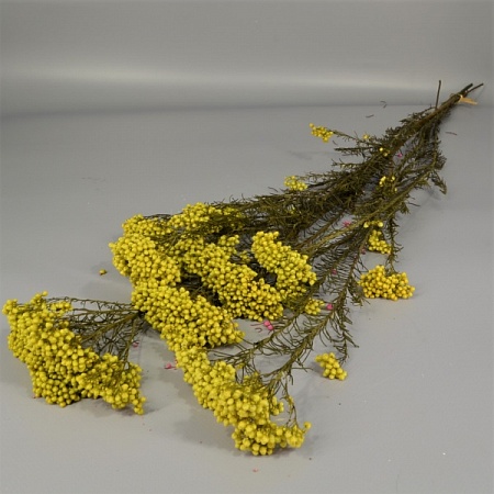 Букет озатамнуса натурального h71см желтый (71-76)