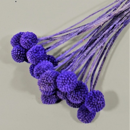 Букет Краспедии натуральной 60 см фиолетовый (71-68)